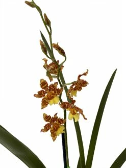 Wilsonara Pacific Passage Handsome Orchid -Oncidium -4" Pot - Collector Orchids
