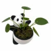 Lucky Panda Planter With Chinese Money Plant And Sheet Moss - 4.5" X 4.75" -HIRTS Sales pandachmone 50880.1697032129