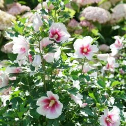 Paraplu Pink Ink® Hibiscus - Rose Of Sharon - Proven Winners - 4" Pot -HIRTS Sales paraplu pink ink rose of sharon hibiscus 1 1080 1080 60 32101.1615344721