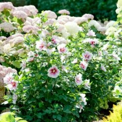 Paraplu Pink Ink® Hibiscus - Rose Of Sharon - Proven Winners - 4" Pot -HIRTS Sales paraplu pink ink rose of sharon hibiscus 2 1080 1080 60 24664.1615344721
