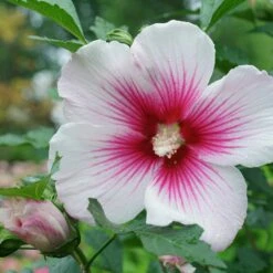 Paraplu Pink Ink® Hibiscus - Rose Of Sharon - Proven Winners - 4" Pot -HIRTS Sales paraplu pink ink rose of sharon hibiscus 6 1080 1080 60 73596.1615344721