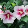 Paraplu Pink Ink® Hibiscus - Rose Of Sharon - Proven Winners - 4" Pot -HIRTS Sales paraplu pink ink rose of sharon hibiscus 7 1080 1080 60 49748.1615344720
