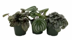Peperomia Assortment - 3 Pack In 4" Pots -HIRTS Sales pepcollection3 34566.1697826223