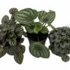 Peperomia Assortment - 3 Pack In 4" Pots 2 Peperomia Assortment - 3 Pack In 4" Pots -HIRTS Sales pepcollection 72084.1697826223