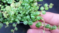String Of Hearts/Turtles/Peace Sign/Cross - Peperomia Prostrata- 2.5" Pot 10 String Of Hearts/Turtles/Peace Sign/Cross - Peperomia Prostrata- 2.5" Pot -HIRTS Sales peperomiaprostrata2 83766.1618908659