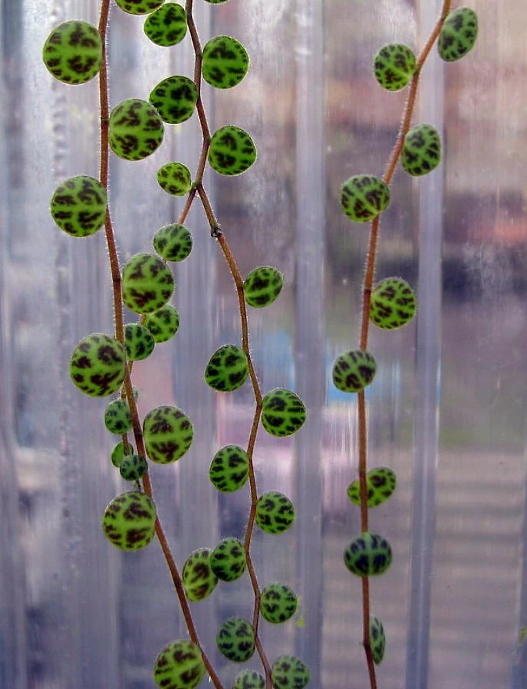 String Of Hearts/Turtles/Peace Sign/Cross - Peperomia Prostrata- 2.5" Pot 8 String Of Hearts/Turtles/Peace Sign/Cross - Peperomia Prostrata- 2.5" Pot - Image 6
