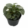 Frost Peperomia 6" Pot - Easy To Grow Houseplant - Trending -HIRTS Sales pepfrost6 63067.1615141396