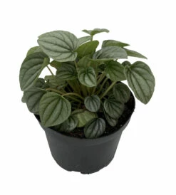 Frost Peperomia 6" Pot - Easy To Grow Houseplant - Trending