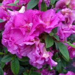 Perfecto Mundo™ Double Purple Azalea Rhododendron - 4" Pot - Proven Winners 8 Perfecto Mundo™ Double Purple Azalea Rhododendron - 4" Pot - Proven Winners -HIRTS Sales perfecto mundo purple azalea rhododendron 1 1 1080 1080 60 42245.1621004700