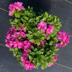 Perfecto Mundo™ Double Purple Azalea Rhododendron - 4" Pot - Proven Winners 7 Perfecto Mundo™ Double Purple Azalea Rhododendron - 4" Pot - Proven Winners -HIRTS Sales perfecto mundo purple azalea rhododendron 2 1 1080 1080 60 15958.1621004700