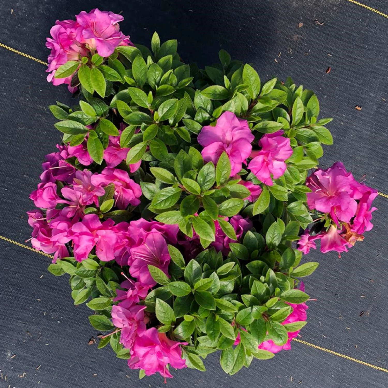 Perfecto Mundo™ Double Purple Azalea Rhododendron - 4" Pot - Proven Winners 4 Perfecto Mundo™ Double Purple Azalea Rhododendron - 4" Pot - Proven Winners - Image 2