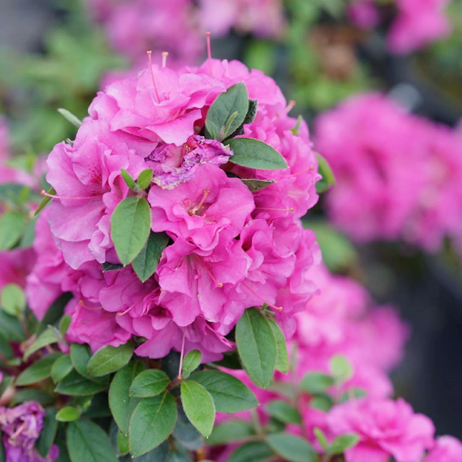 Perfecto Mundo™ Double Purple Azalea Rhododendron - 4" Pot - Proven Winners 3 Perfecto Mundo™ Double Purple Azalea Rhododendron - 4" Pot - Proven Winners
