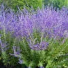 Crazy Blue Russian Sage Plant - Perovskia - Quart Pot 2 Crazy Blue Russian Sage Plant - Perovskia - Quart Pot -HIRTS Sales perovskiacrazyblue 88721.1599055129