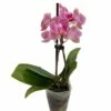 Surprise Moth Orchid Plant - Phalaenopsis - 2" Pot - Easy House Plant -HIRTS Sales phalaenopsis2in 07404.1605196978