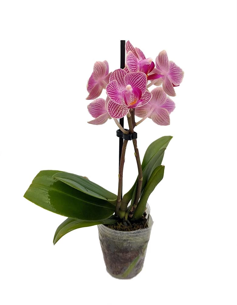 Surprise Moth Orchid Plant - Phalaenopsis - 2" Pot - Easy House Plant 3 Surprise Moth Orchid Plant - Phalaenopsis - 2" Pot - Easy House Plant