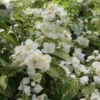 Illuminati Sparks™ Mock Orange - Philadelphus - Proven Winners - 4" Pot -HIRTS Sales philadelphus illuminati sparks 1 1080 1080 60 05434.1642397725