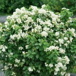 Illuminati Sparks™ Mock Orange - Philadelphus - Proven Winners - 4" Pot -HIRTS Sales philadelphus illuminati sparks 6 1080 1080 60 47082.1642397726