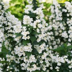 ILLUMINATI TOWER® Mockorange - Philadelphus - Low Grower - 4" Pot