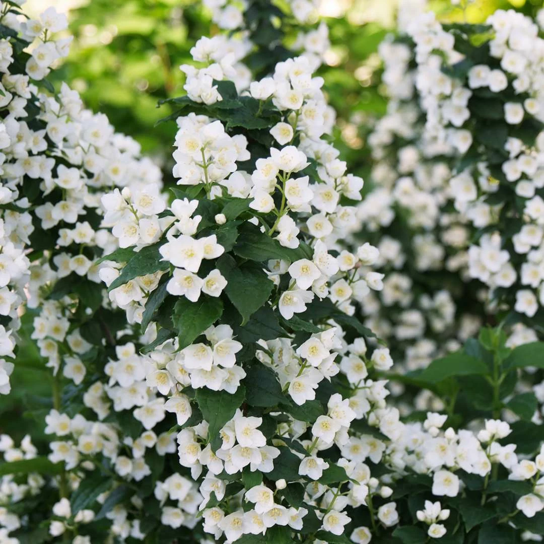 ILLUMINATI TOWER® Mockorange - Philadelphus - Low Grower - 4" Pot 3 ILLUMINATI TOWER® Mockorange - Philadelphus - Low Grower - 4" Pot