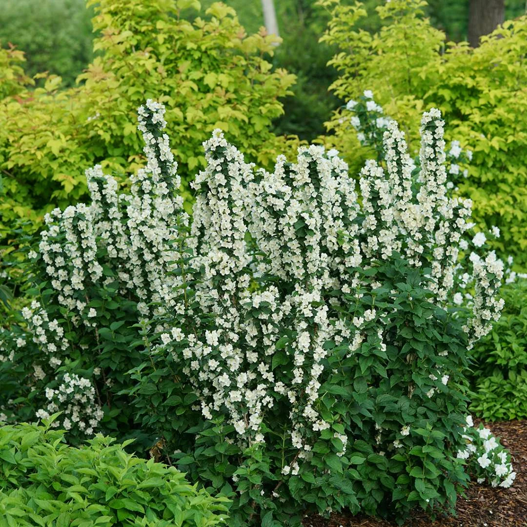 ILLUMINATI TOWER® Mockorange - Philadelphus - Low Grower - 4" Pot 4 ILLUMINATI TOWER® Mockorange - Philadelphus - Low Grower - 4" Pot - Image 2