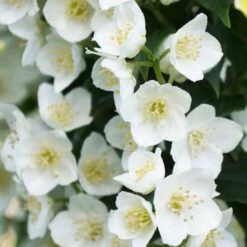 ILLUMINATI TOWER® Mockorange - Philadelphus - Low Grower - 4" Pot 7 ILLUMINATI TOWER® Mockorange - Philadelphus - Low Grower - 4" Pot -HIRTS Sales philadelphus illuminati tiny tower 3 1080 1080 60 29740.1615344705