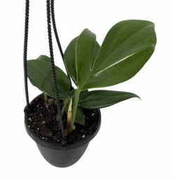 Dragon Tail Philodendron - Rhaphidorphora Decursiva - 4" Hanging Basket -HIRTS Sales phildecur4hb 02500.1692990112