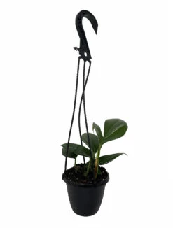 Dragon Tail Philodendron - Rhaphidorphora Decursiva - 4" Hanging Basket -HIRTS Sales phildecursiva4hb 47445.1692990112
