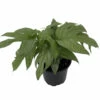 Philodendron Amydrium Medium Silver - 4" Pot 2 Philodendron Amydrium Medium Silver - 4" Pot -HIRTS Sales philoamydrium 28630.1696771351