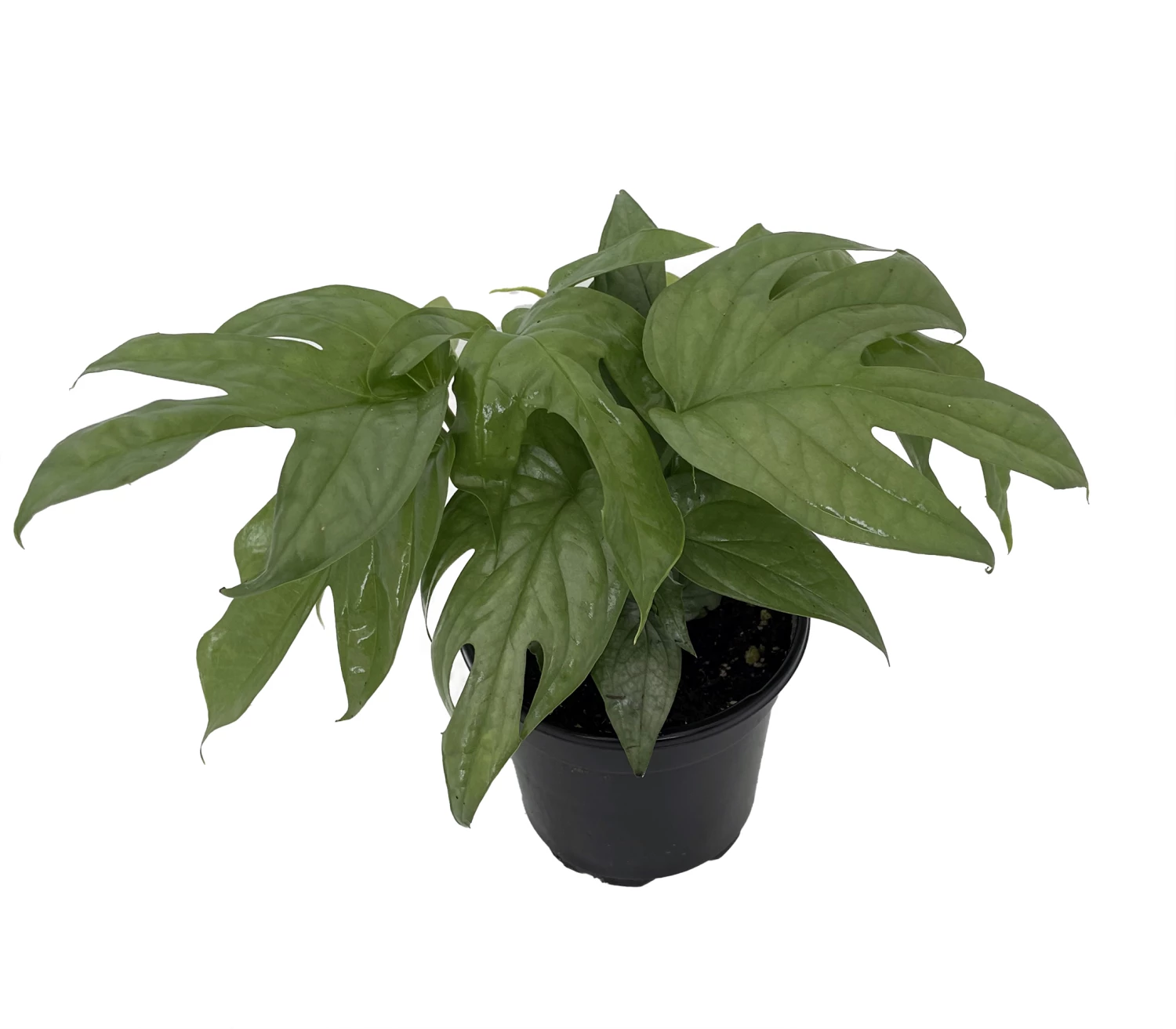 Philodendron Amydrium Medium Silver - 4" Pot 3 Philodendron Amydrium Medium Silver - 4" Pot