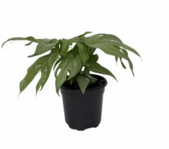 Philodendron Amydrium Medium Silver - 4" Pot 5 Philodendron Amydrium Medium Silver - 4" Pot -HIRTS Sales philoamymed 12806.1696771352