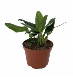 Rare Cobra Philodendron - Easy To Grow House Plant -6" Pot 5 Rare Cobra Philodendron - Easy To Grow House Plant -6" Pot -HIRTS Sales philocobra6 02980.1672687567