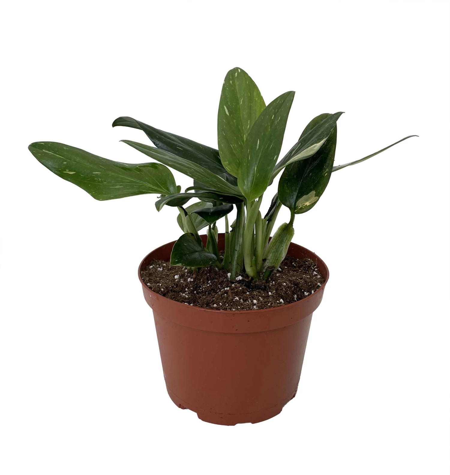 Rare Cobra Philodendron - Easy To Grow House Plant -6" Pot 4 Rare Cobra Philodendron - Easy To Grow House Plant -6" Pot - Image 2