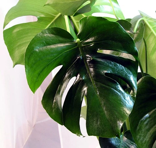 Hirt's® Split Leaf Philodendron 6" Pot - Monstera - Edible Fruit Pineapple Taste 4 Hirt's® Split Leaf Philodendron 6" Pot - Monstera - Edible Fruit Pineapple Taste - Image 2