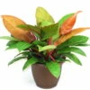 Prince Of Orange Philodendron - Easy To Grow - 6" Pot 2 Prince Of Orange Philodendron - Easy To Grow - 6" Pot -HIRTS Sales philodendronprinceoforangehr83 02677.1617474192