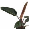 Rojo Congo Philodendron - Easy To Grow - 4" Pot -HIRTS Sales philodendronrojocongo2 83812.1694467638
