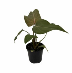 Summer Glory Philodendron - 4" Pot - Collector's Series -HIRTS Sales philosummerglo4 67134.1662145545