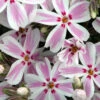 Candy Stripe Creeping Phlox Perennial - Gallon Pot -HIRTS Sales phlox candy stripe 92623.1618488326