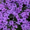 Eye Shadow Creeping Phlox Perennial - Gallon Pot -HIRTS Sales phloxeshadow 72431.1618676952
