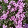 Phlox Trot™ Pink Creeping Phlox Subulata Perennial - Quart Pot -HIRTS Sales phloxtrtpnk 58680.1637169793