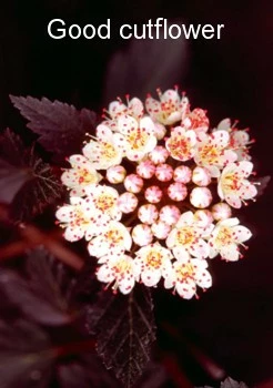 Summer Wine® Ninebark Shrub - NEW - Showy Flower - Hardy - Proven Winners 5 Summer Wine® Ninebark Shrub - NEW - Showy Flower - Hardy - Proven Winners - Image 3