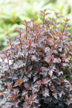 Summer Wine® Black Ninebark Shrub - NEW - Showy Flower - Hardy - Proven Winners -HIRTS Sales physocarpussummerwineblack2 89833.1615344655