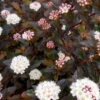 Summer Wine® Black Ninebark Shrub - NEW - Showy Flower - Hardy - Proven Winners