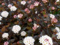 Summer Wine® Black Ninebark Shrub - NEW - Showy Flower - Hardy - Proven Winners