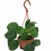 Chinese Money Plant - 4" Mini Hanging Basket - Pilea Peperomioides -HIRTS Sales pileapep4mhb 62091.1616199456