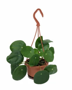 Chinese Money Plant - 4" Mini Hanging Basket - Pilea Peperomioides