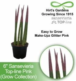 Make-Upz Glitter Pink Bamboo Shoots Snake Plant - Sansevieria - 6" Pot 7 Make-Upz Glitter Pink Bamboo Shoots Snake Plant - Sansevieria - 6" Pot -HIRTS Sales pink34 2 89392.1690831073