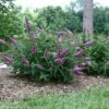 Lo & Behold® Pink Micro Chip Butterfly Bush - 4" Pot -Buddleia-Proven Winners 2 Lo & Behold® Pink Micro Chip Butterfly Bush - 4" Pot -Buddleia-Proven Winners -HIRTS Sales pinkmicrochip 02593.1615344591