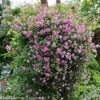 Pink Mink Clematis - 4" Pot - Proven Winners -HIRTS Sales pinkmink1 94101.1615344813