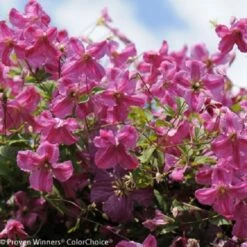 Pink Mink Clematis - 4" Pot - Proven Winners -HIRTS Sales pinkmink2 02680.1615344813