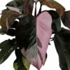 Rare Pink Princess Philodendron - 6" Pot - Easy To Grow House Plant -HIRTS Sales pinkprincessphiloz 19076.1608398358